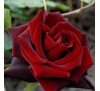 Роза Блэк меджик (Black magiс)